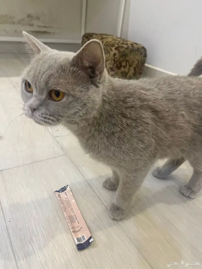 سكوتش ستريت 1