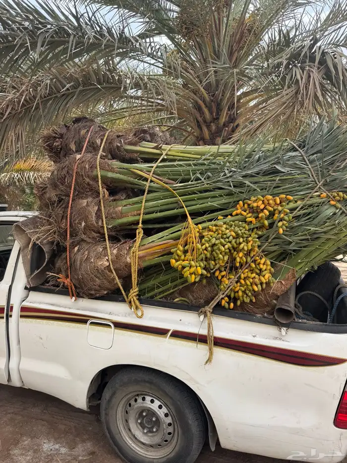 نخيل لبيع 7