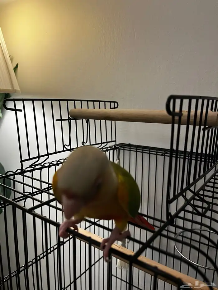 طيور كنيور اليف هدد تم البيع 5