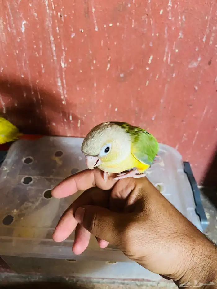 كنيور روز بادجي يلجرشي 4
