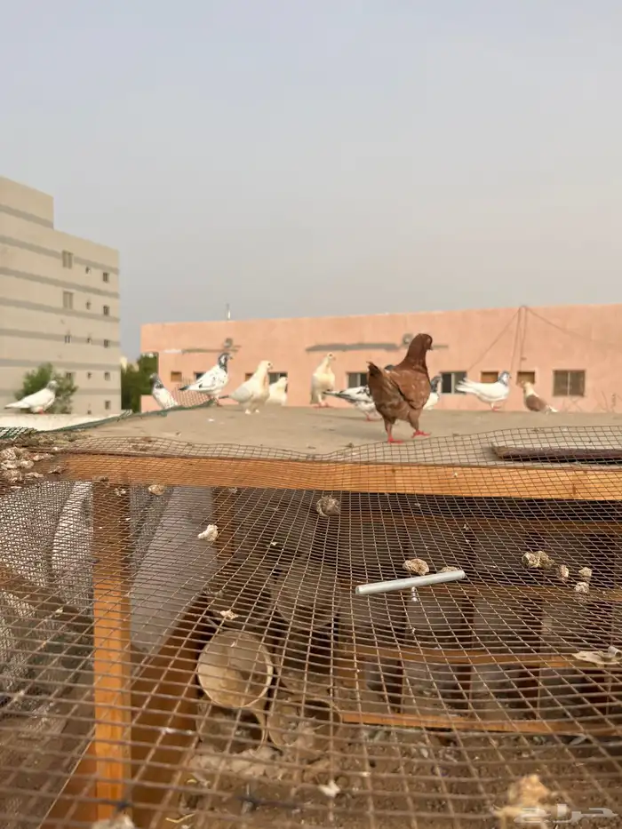 حمام باكستاني و كنق و فرنسي وحب رمان 0
