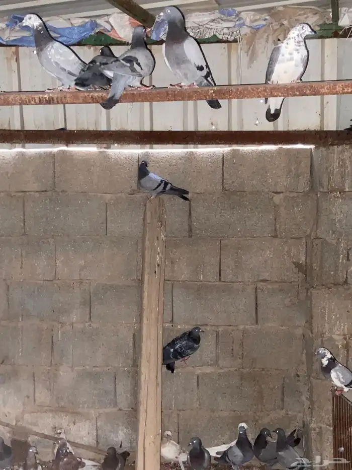 عشة حمام خليط هندي وزاجل مطير شرط للصاقره 4