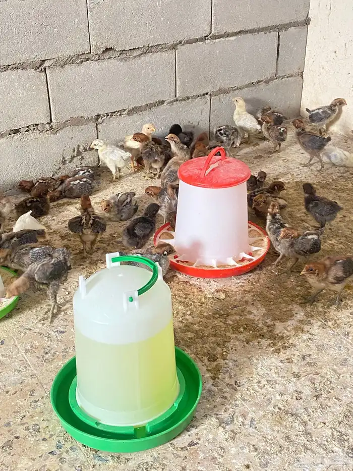 صيصان دجاج عمر اسبوع وشوي للبيع 0