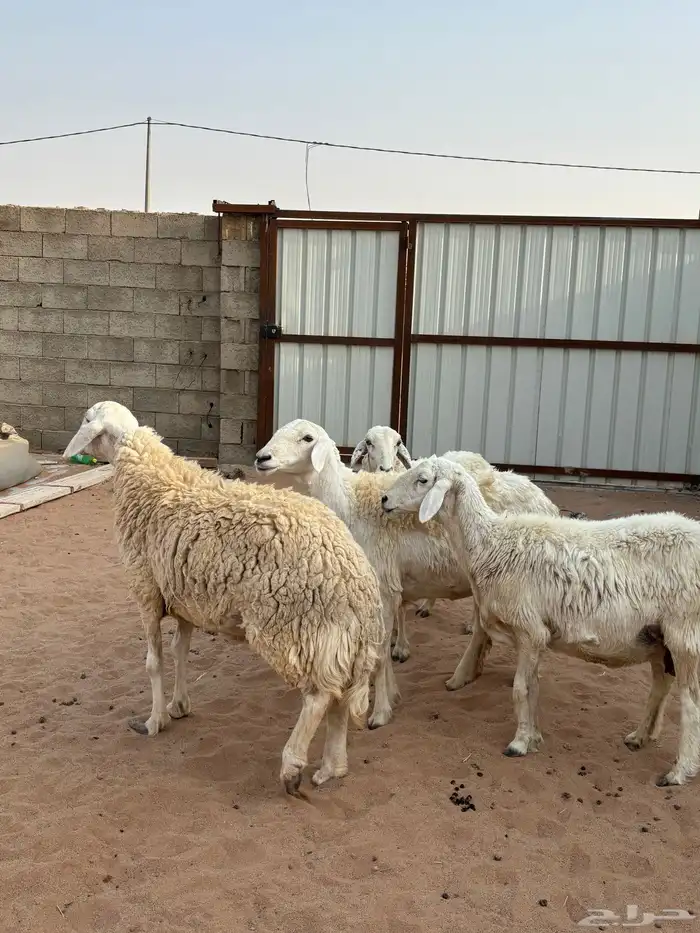 اللبيع غنم حريه خلفات ومضريع ودافع 4