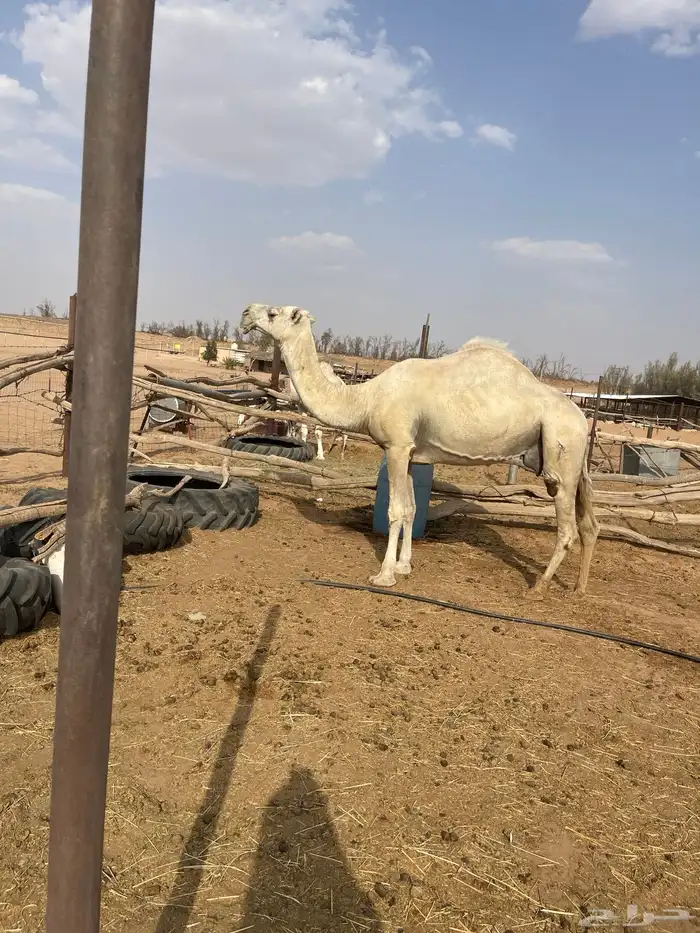 ناقة للبيع 0