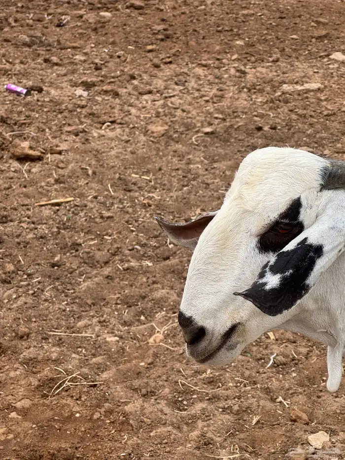 تيس بيشي صنف العمر ثني 2