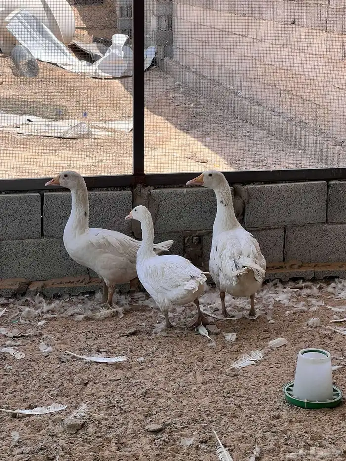 وز مصري (بلدي ) ابيض 3