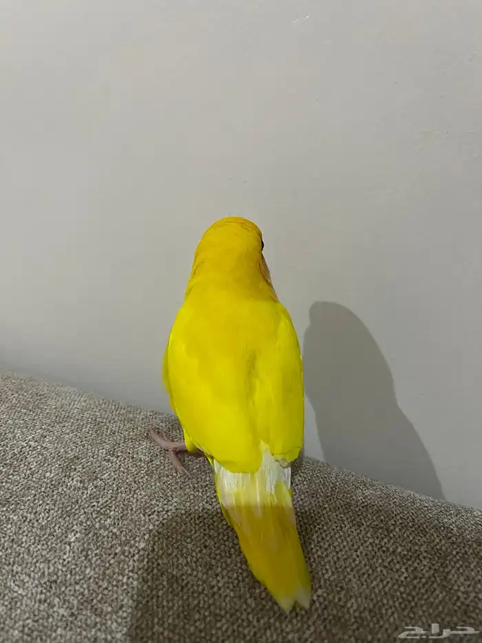 روز اليف 1