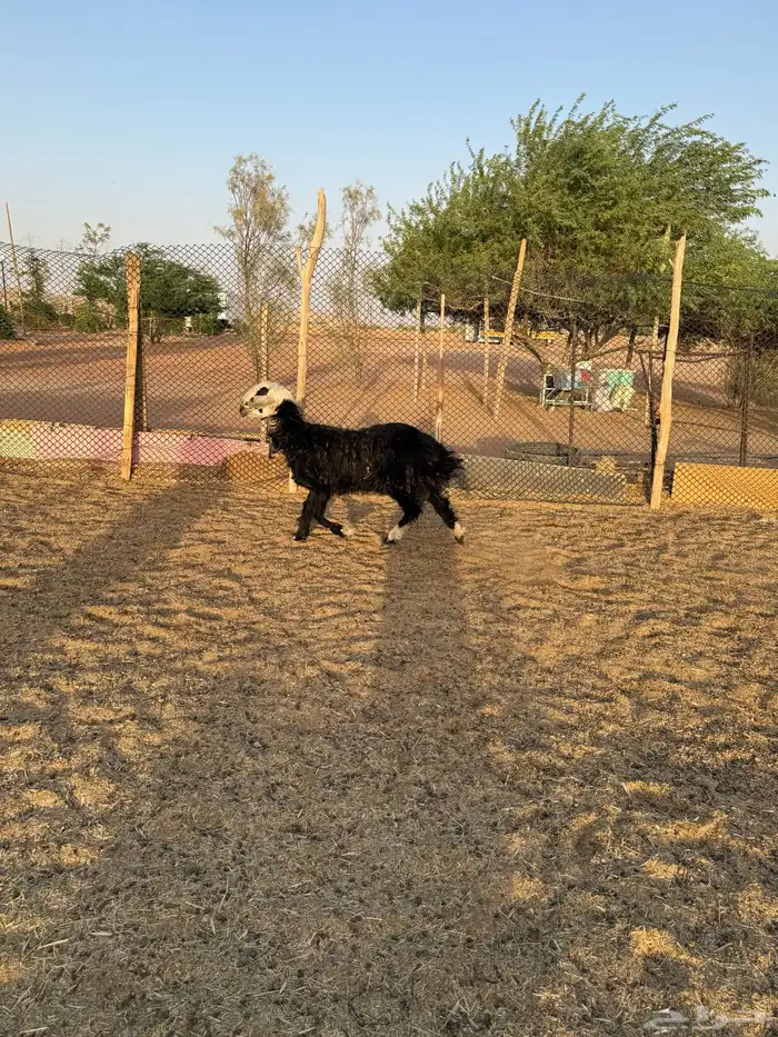 نجديه للبيع 15