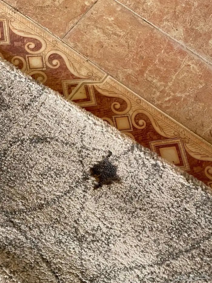 جلسه شعبيه   ومساند   وفرشه   وطاولة   وجنط 2