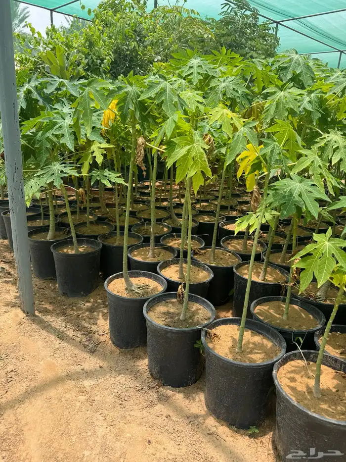 ترمناليا حمضيات عطريات جوري سرر خشبيات جمله 13