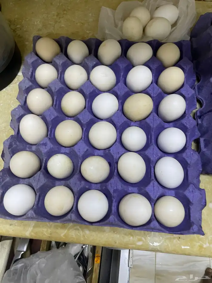 بيض بلدي للاكل ومخصب بنسبة فوق 90 تم البيع 0
