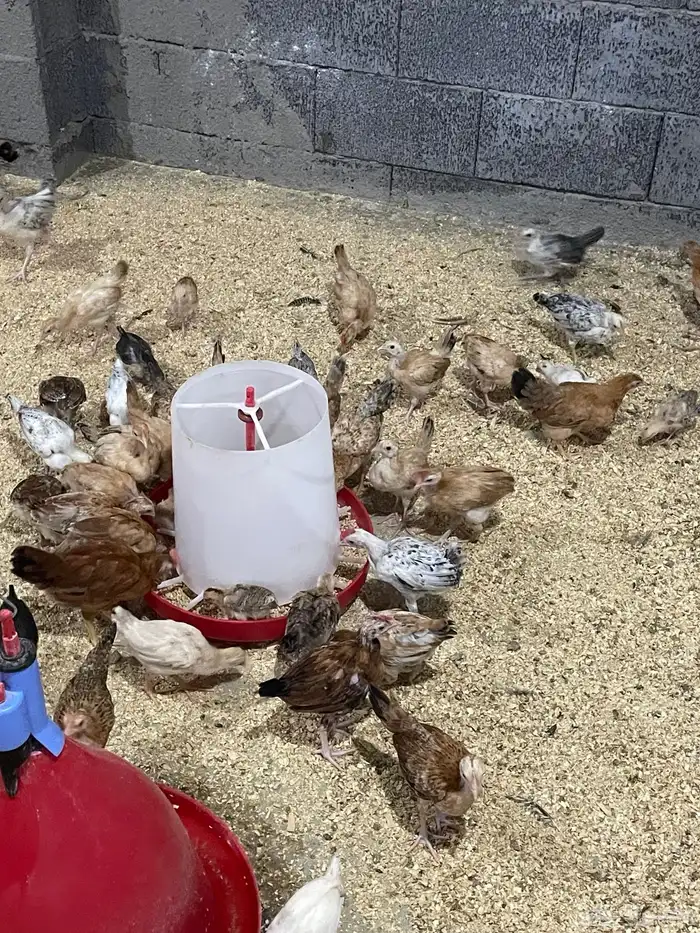 للبيع صيصان بلدي عمر شهر ونص 4