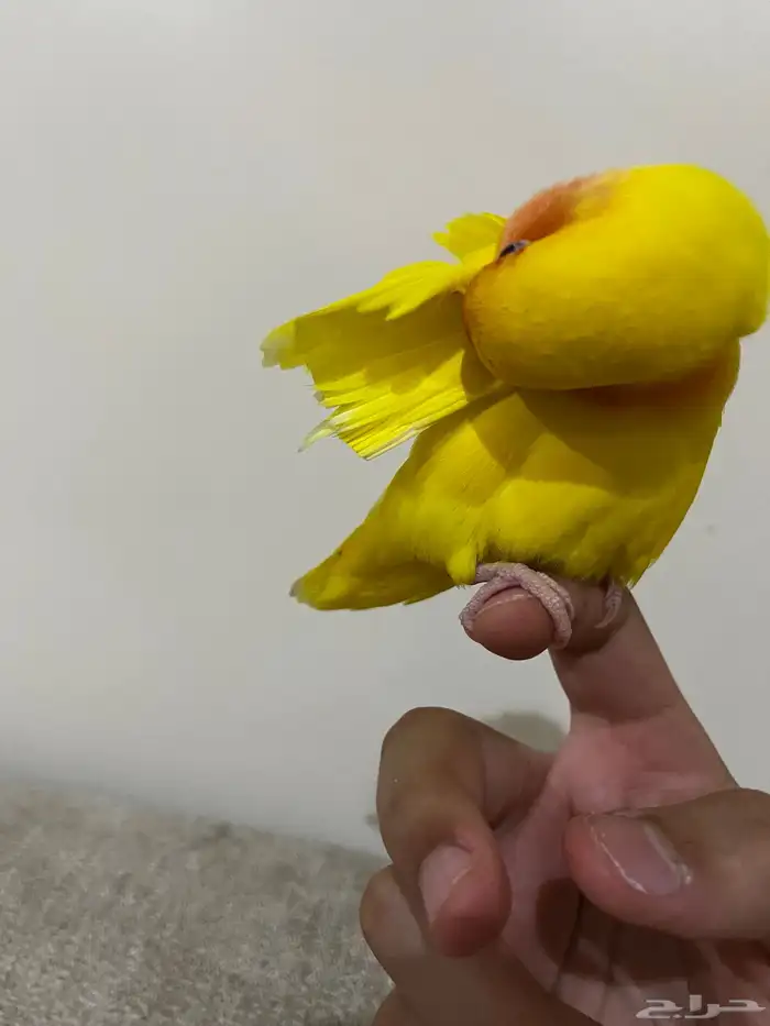 روز اليف 4