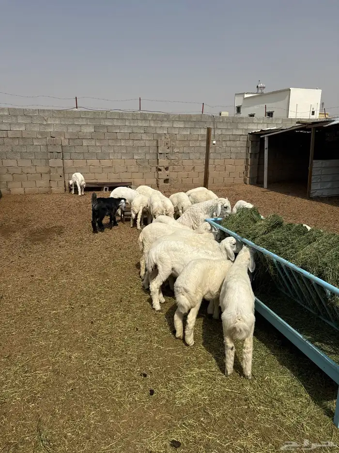 طليان وتيوس 1