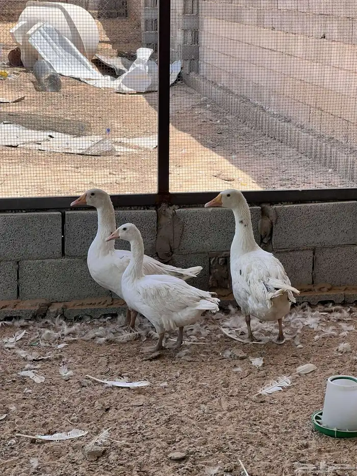 وز مصري (بلدي ) ابيض 1