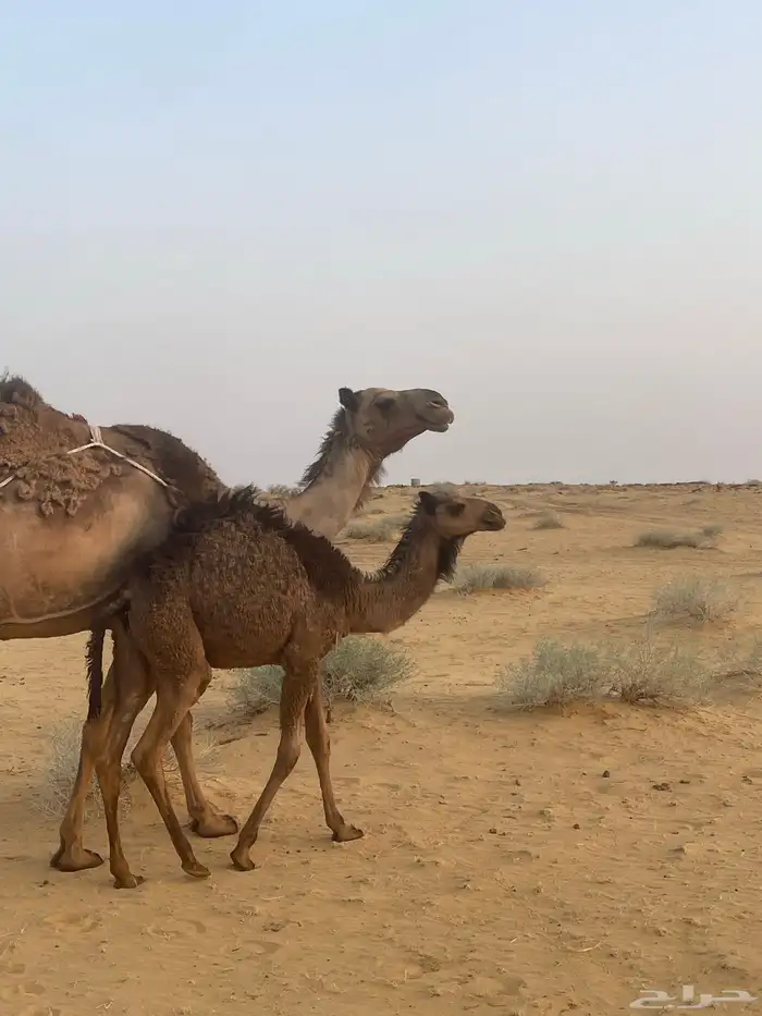 خلفه تحتها بكره 4