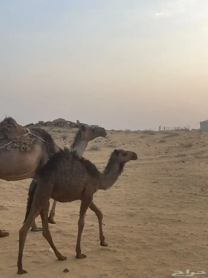 خلفه تحتها بكره 1