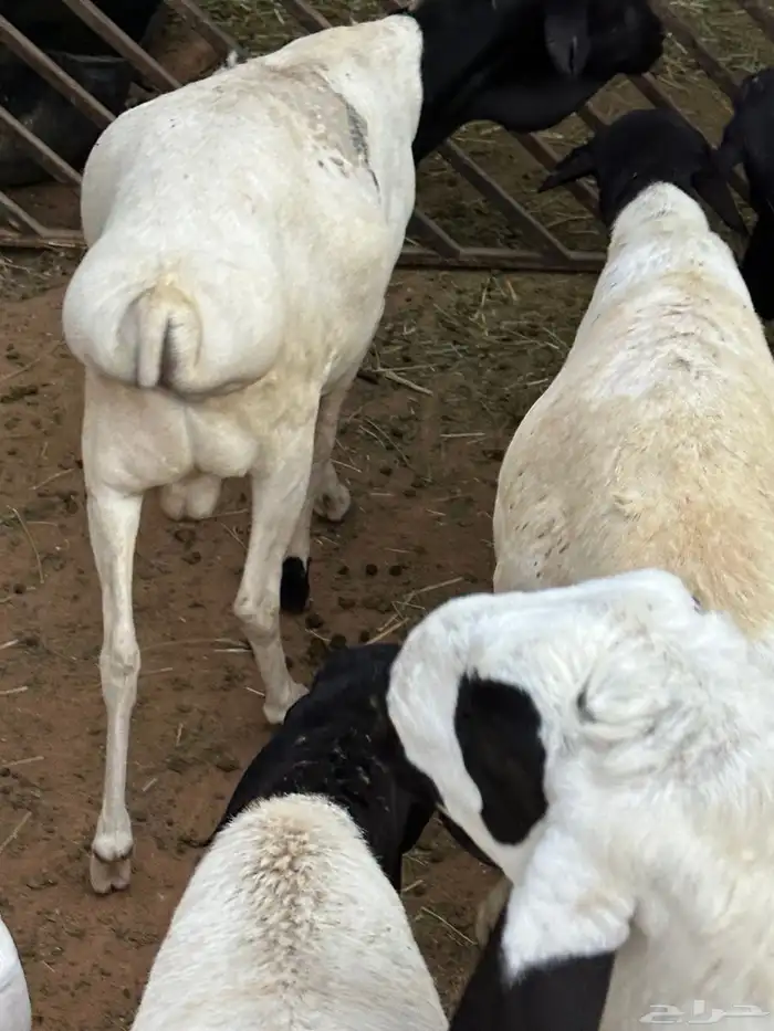 طليان برابر مرابي طب وتخير 31