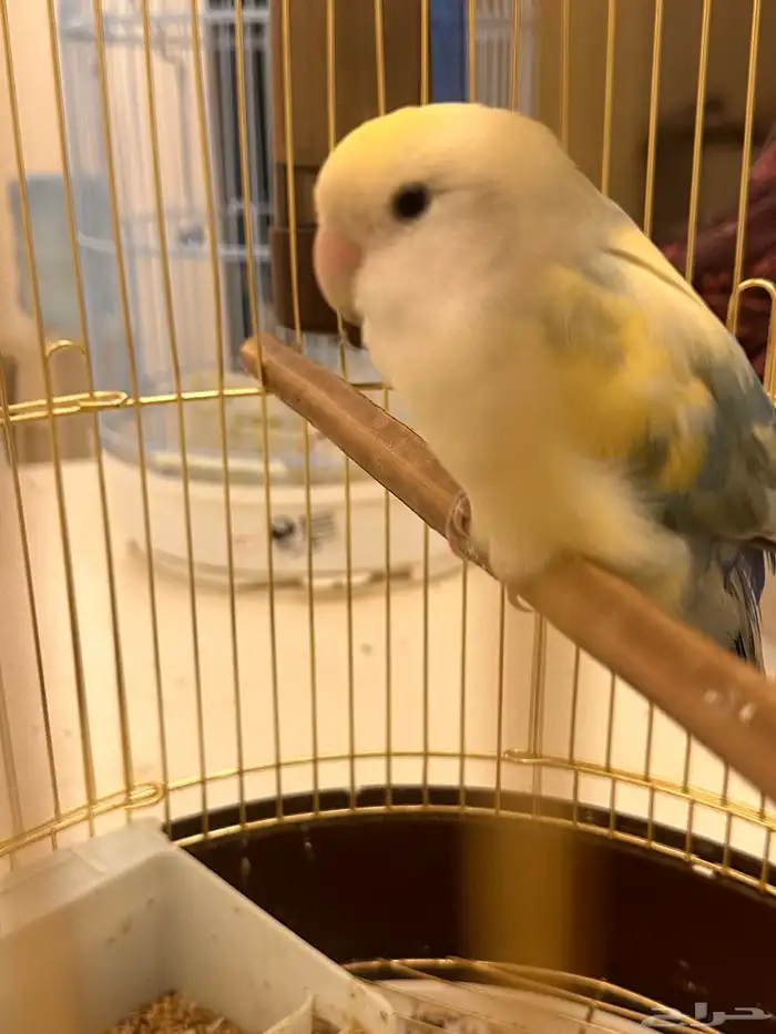 عصفور روز 4