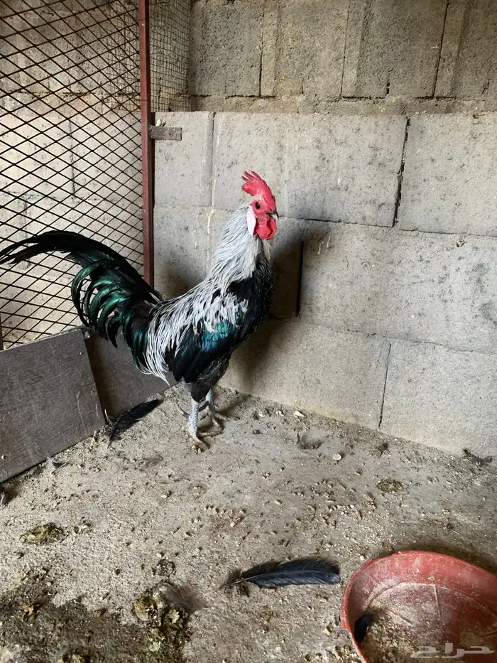 ديكه باي اصيله 3