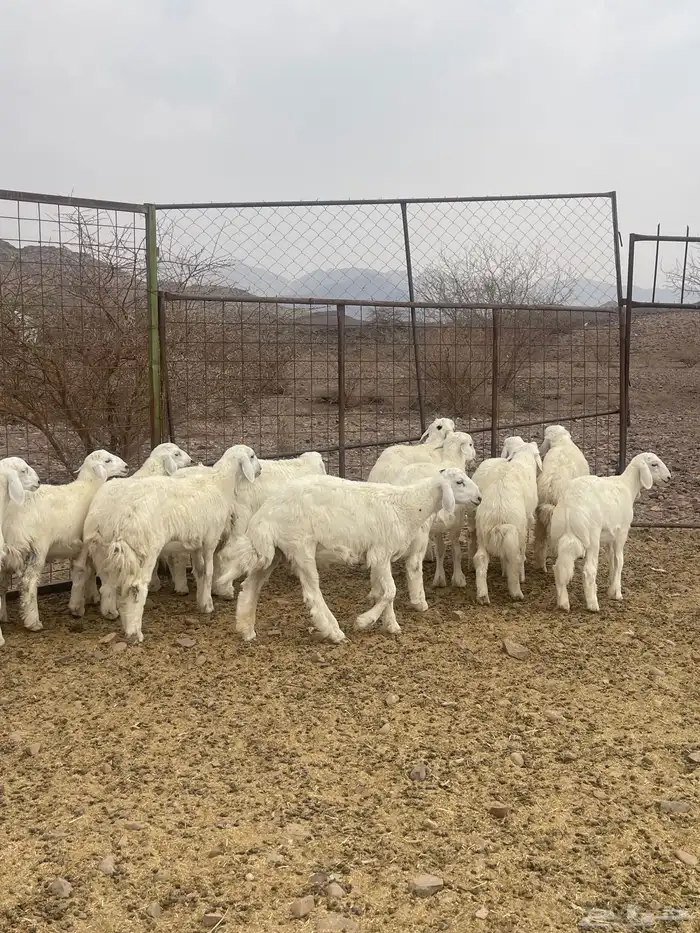 طليان ( تم البيع ) 2