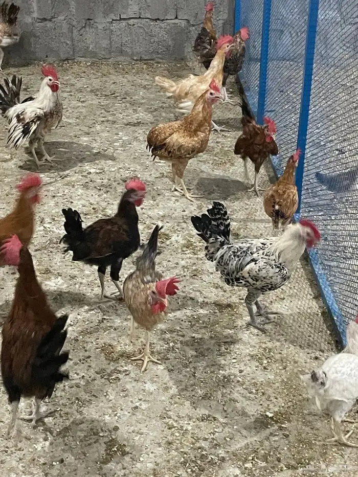 للبيع ديوك بلدي عمر خمسه شهور 2