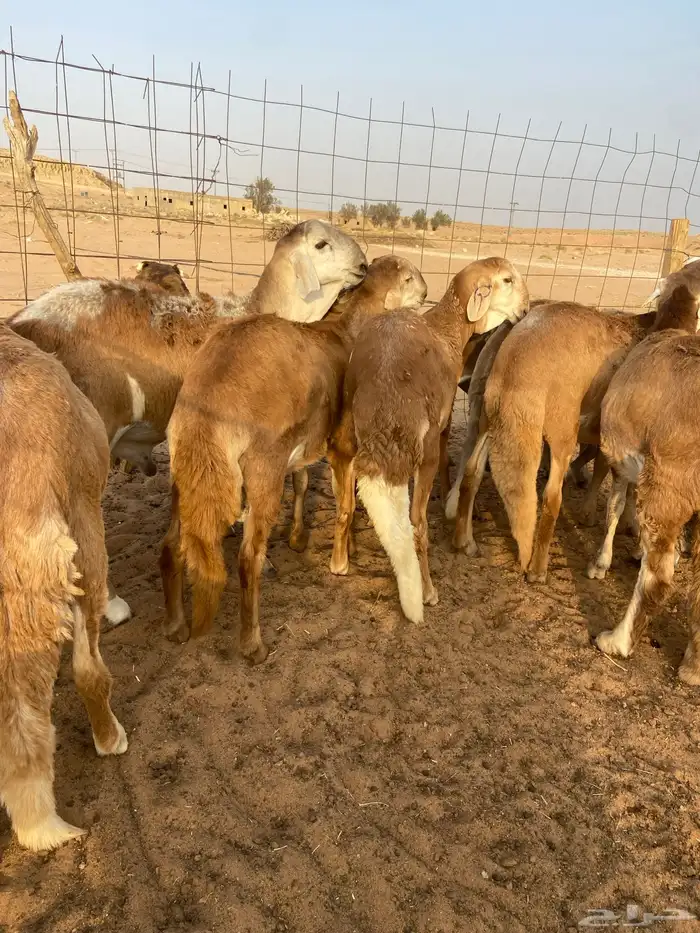 طليان سواكن مرابي 3
