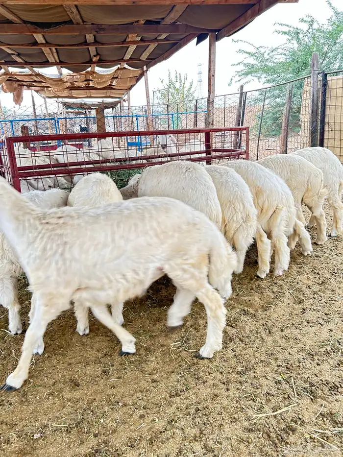 ذبايح حريه طليان و رخال 1