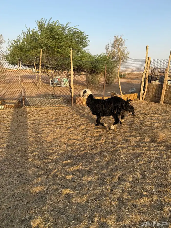 نجديه للبيع 14