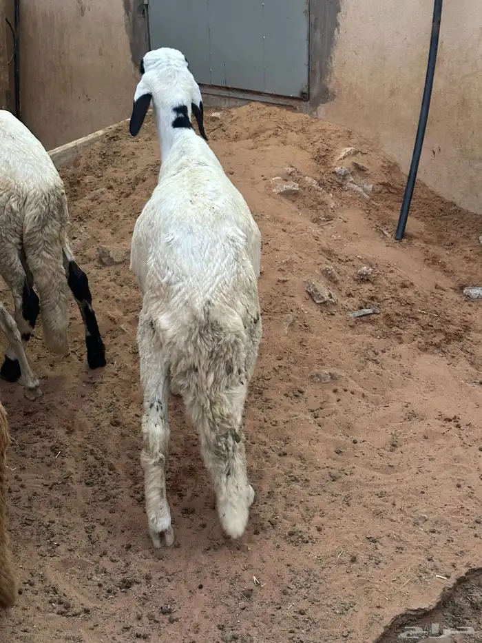 طليان برابر مرابي طب وتخير 25