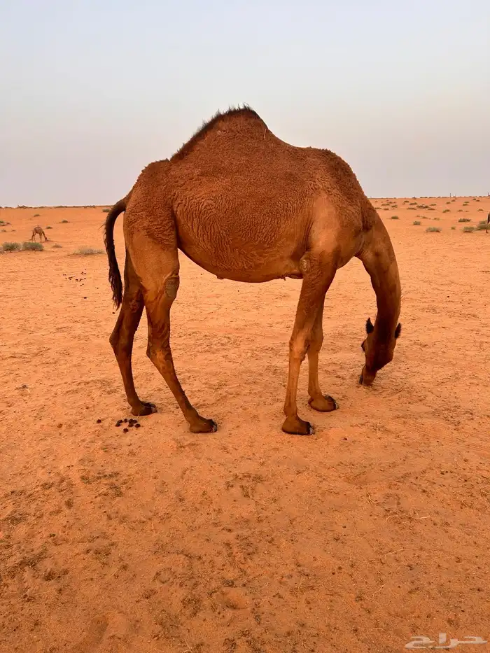 ثلاث ونص 0