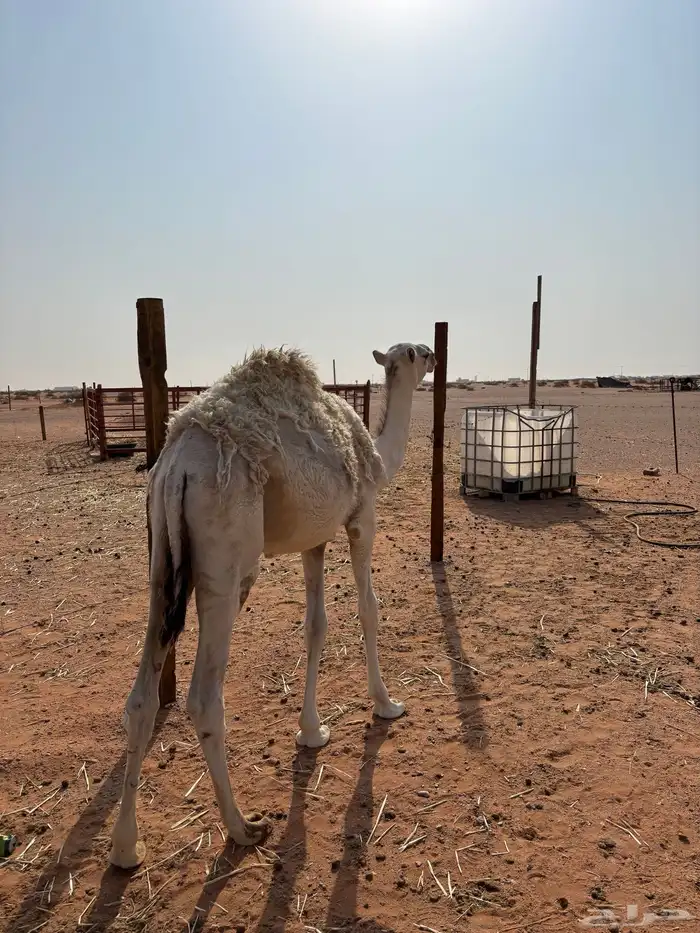 قعود للبيع 2