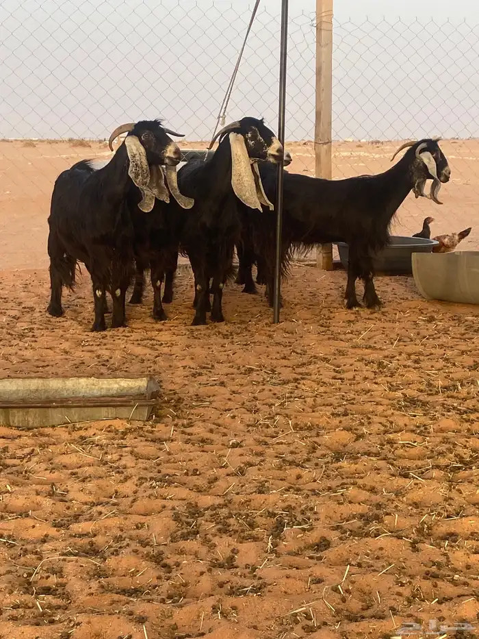ماعز 0