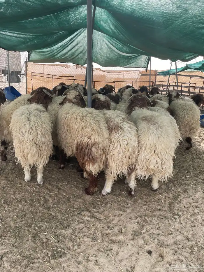خرفان بلدي فاخر 2