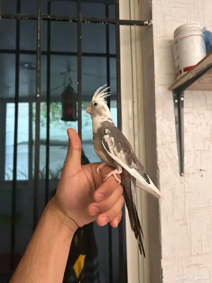 ذكر كراون اليف و هدد 3