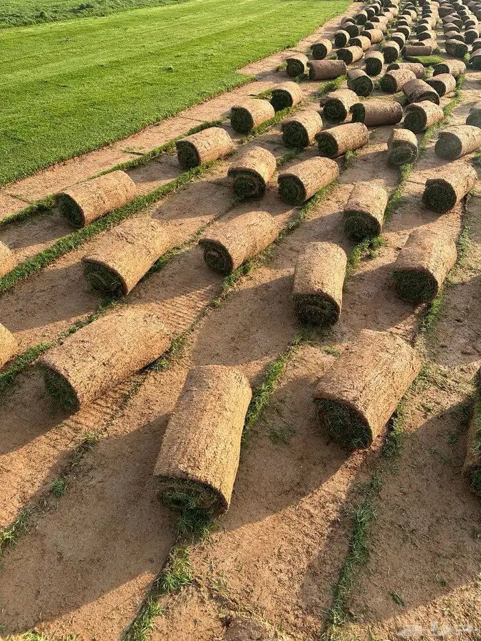 Natural grass c2000 best quality clean free from weeds 3