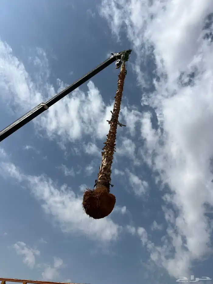 نخيل واشنطنيا ونخيل عربي مثمر 3