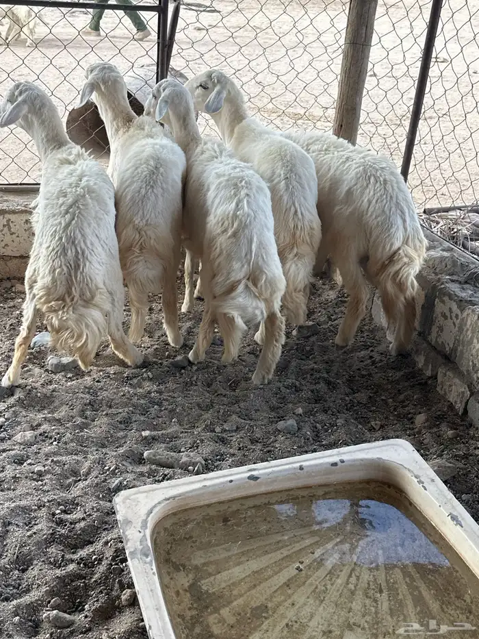 بهم سمان ومسكت ظهور وطرف 2