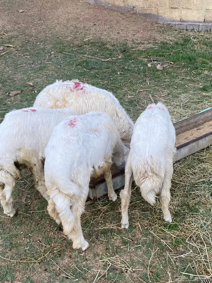 أربعه خرف 0