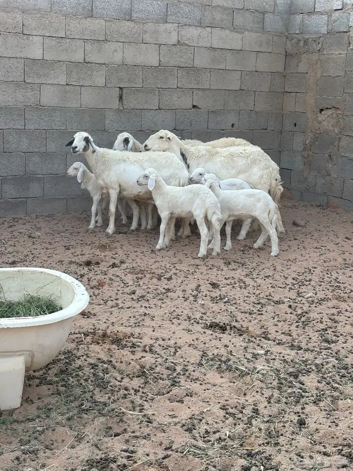 اللبيع غنم حريه خلفات ومضريع ودافع 3