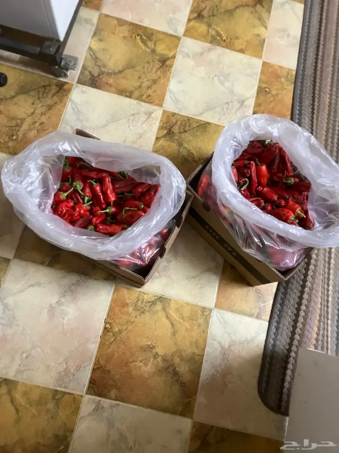 فلفل شقراء حار حلو 0