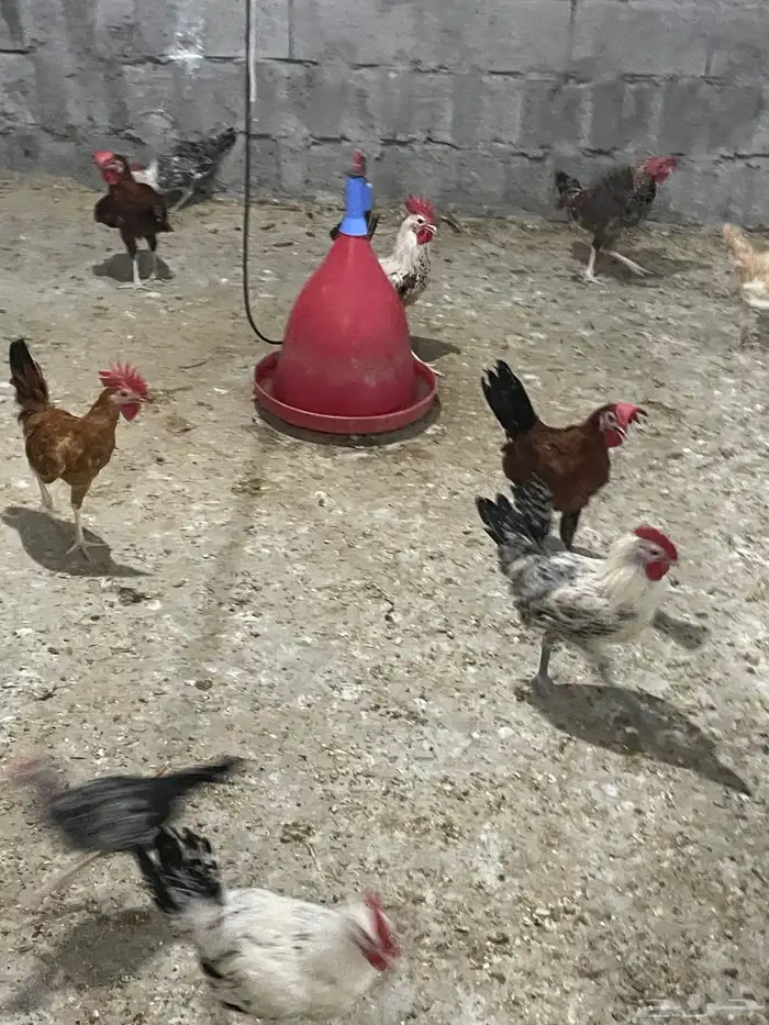 للبيع ديوك بلدي عمر خمسه شهور 1