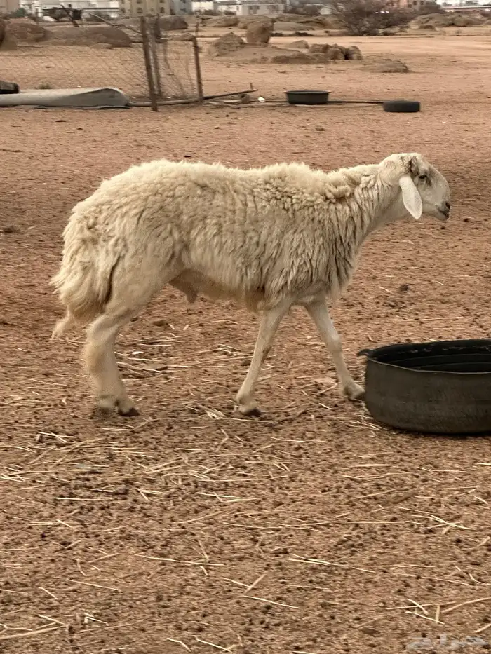 فحل حري صنف 0
