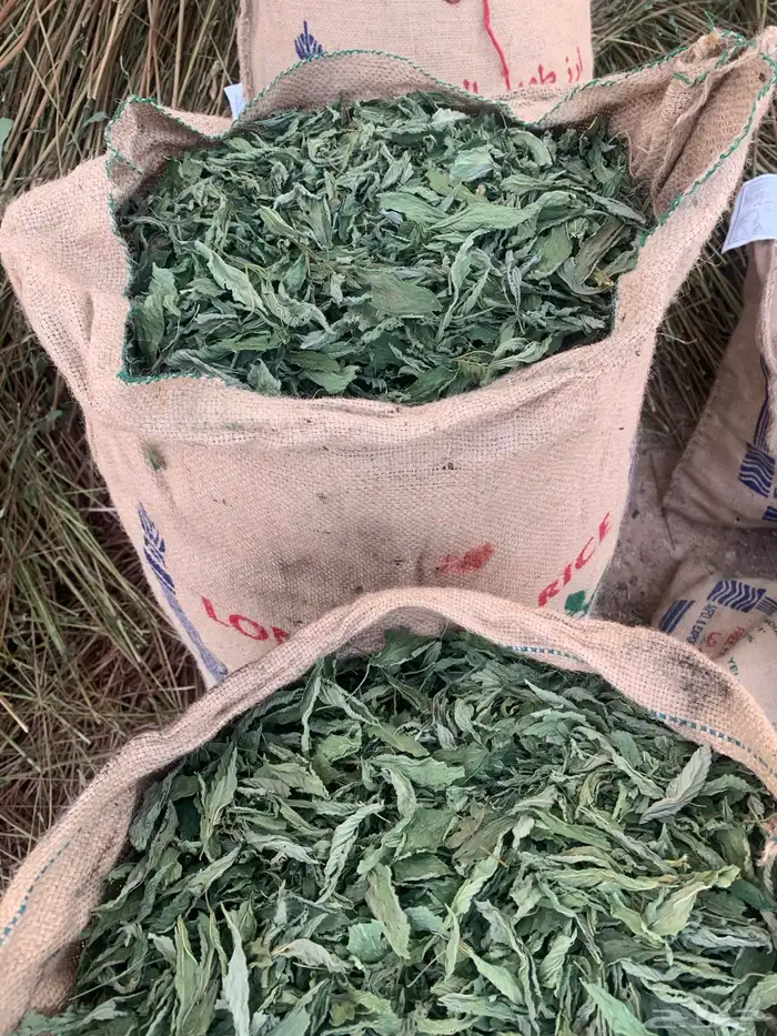 ملوخيه ناشفه بينبع النخل 0