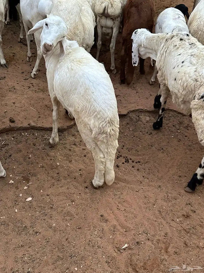 طليان برابر مرابي طب وتخير 38