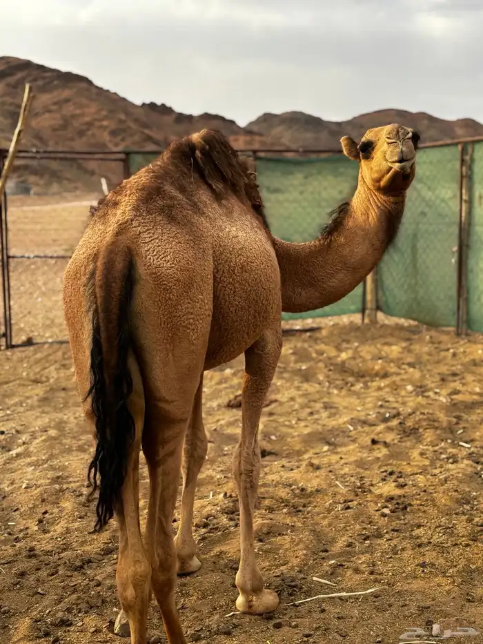بكره طيبه بالحيل 2