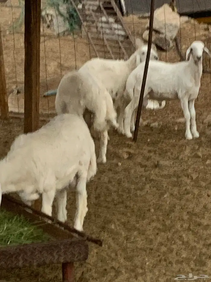 طليان حريه 1