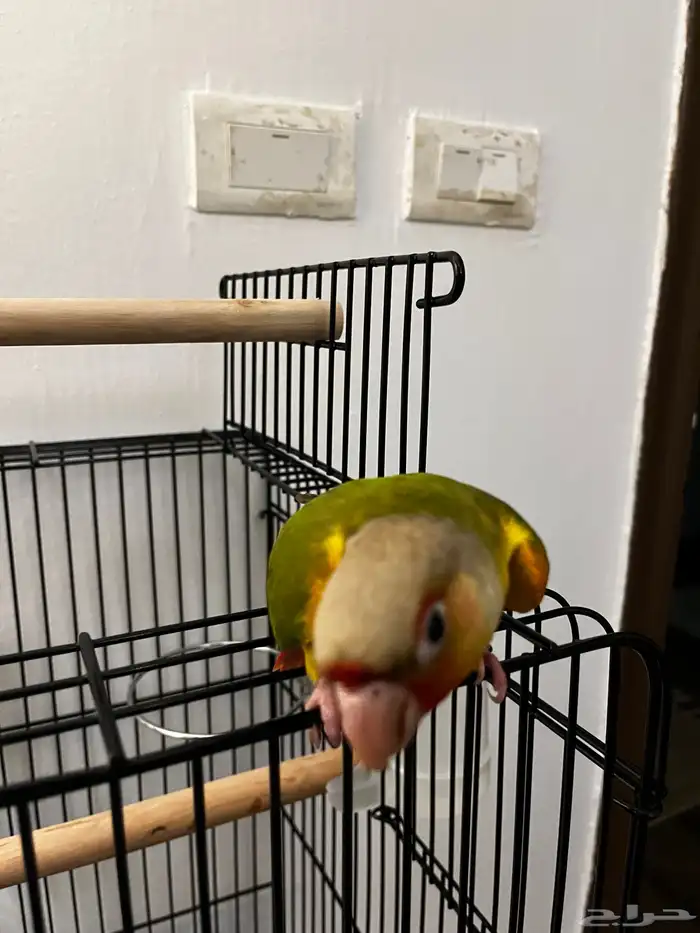 طيور كنيور اليف هدد تم البيع 2