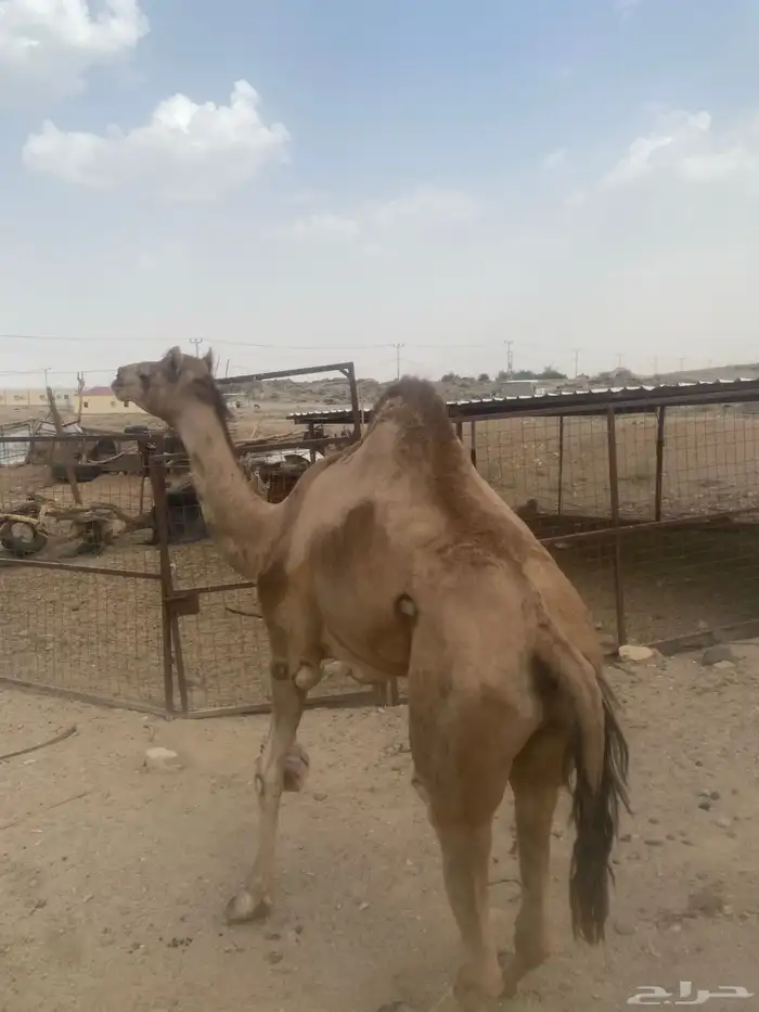قعود البيع لحم 0